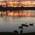 Beautiful lake with ducks at Sunset